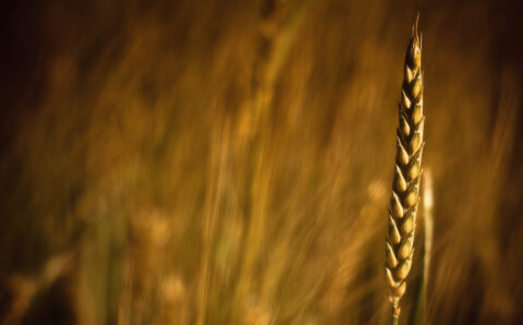 927375-free-grain-wallpaper-1920x1280-windows-xp